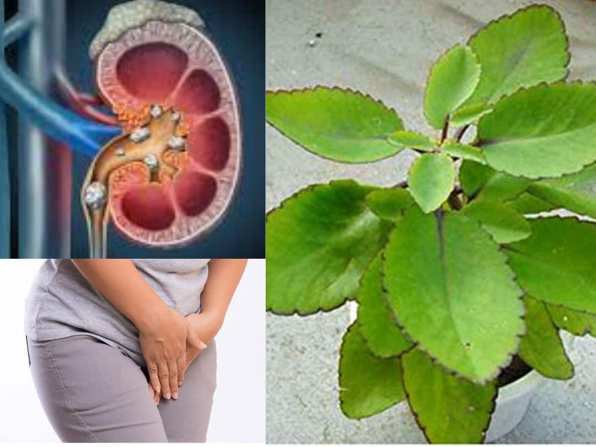 Bryophyllum Pinnatum: Health Benefits, Uses And Side Effects Of Patharchatta